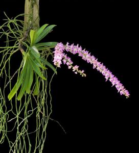 Aerides rosea