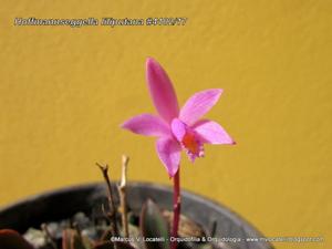 Cattleya liliputana