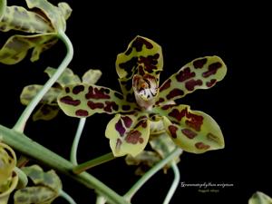 Grammatophyllum scriptum