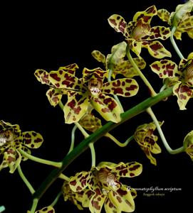 Grammatophyllum scriptum