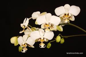 Phalaenopsis stuartiana