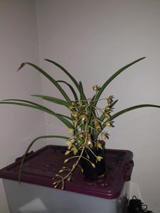 Cymbidium canaliculatum