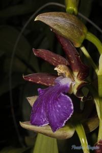 Zygopetalum maculatum