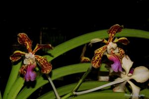 Vanda tricolor var. tricolor