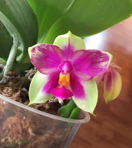 Phalaenopsis bellina