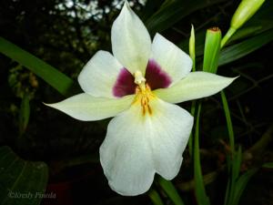 Miltoniopsis roezlii