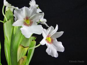 Miltoniopsis warszewiczii