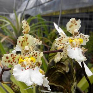 Trichocentrum jonesianum