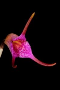 Masdevallia glandulosa