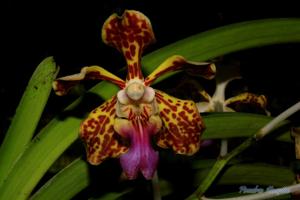 Vanda tricolor var. tricolor