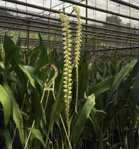 Coelogyne cobbiana