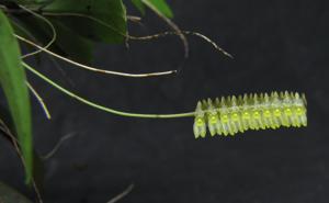 Lepanthopsis floripecten