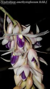 Dendrobium amethystoglossum