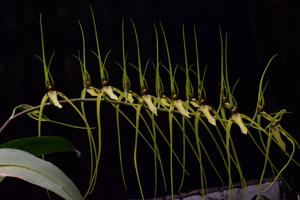 Brassia arcuigera