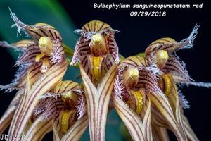 Bulbophyllum sanguineopunctatum