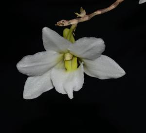 Dendrobium auriculatum