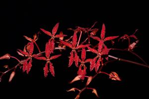 Renanthera bella