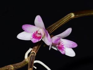 Dendrobium metrium