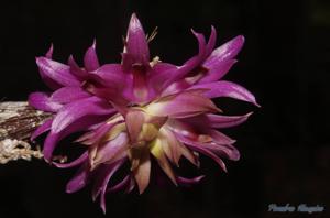Dendrobium bracteosum
