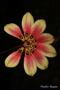 Bulbophyllum lepidum