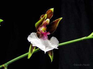 Oncidium cariniferum