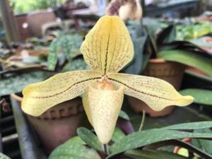 Paphiopedilum josianae