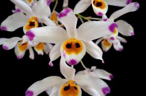 Dendrobium wardianum