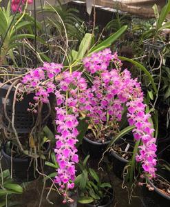 Aerides maculosa