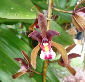 Cymbidium atropurpureum