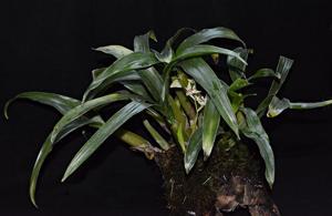 Coelogyne lentiginosa