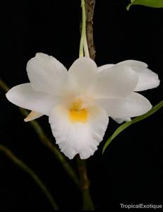 Dendrobium arcuatum