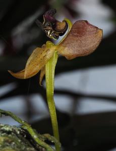 Bulbophyllum ecornutum
