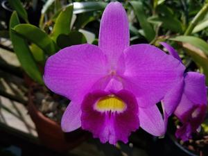 Cattleya praestans