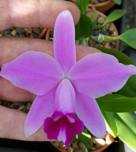 Cattleya pumila