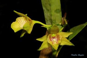 Dendrobium biloculare