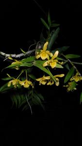 Dendrobium friedericksianum