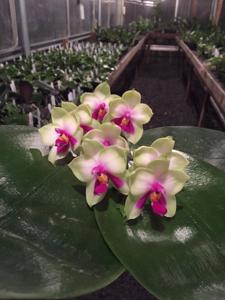 Phalaenopsis bellina