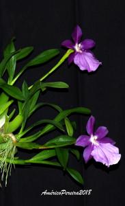 Miltonia moreliana