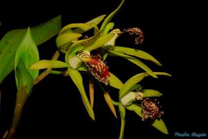 Coelogyne fonstenebrarum