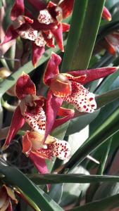 Maxillaria tenuifolia