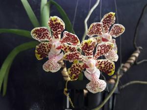 Vanda lombokensis