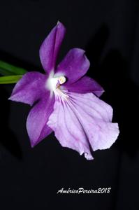 Miltonia moreliana