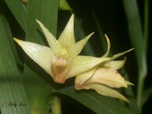 Dendrobium indragiriense