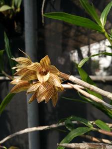 Dendrobium serratilabium