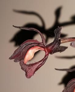 Mormodes warszewiczii