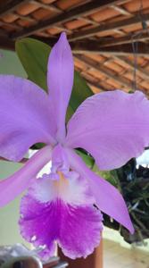 Cattleya warneri