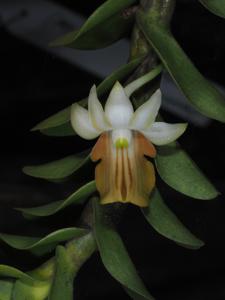 Dendrobium uniflorum