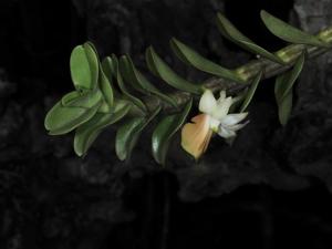 Dendrobium uniflorum