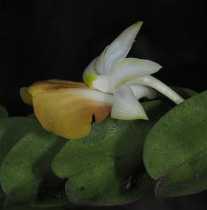 Dendrobium uniflorum