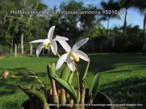 Cattleya reginae